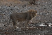 DPPhotography - Namibia - Lion - N