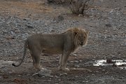 DPPhotography - Namibia - Lion - O