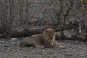 DPPhotography - Namibia - Lion - P