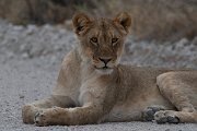 DPPhotography - Namibia - Lion - Q