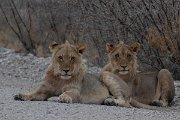 DPPhotography - Namibia - Lion - R
