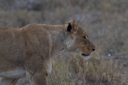 DPPhotography - Namibia - Lion - S