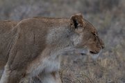 DPPhotography - Namibia - Lion - T