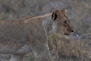 DPPhotography - Namibia - Lion - U
