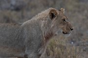 DPPhotography - Namibia - Lion - V