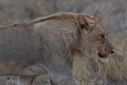 DPPhotography - Namibia - Lion - W