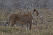 DPPhotography - Namibia - Lion - X