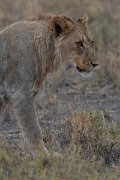 DPPhotography - Namibia - Lion - Y