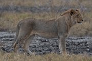 DPPhotography - Namibia - Lion - Z