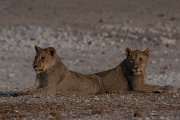 DPPhotography - Namibia - Lion - aj