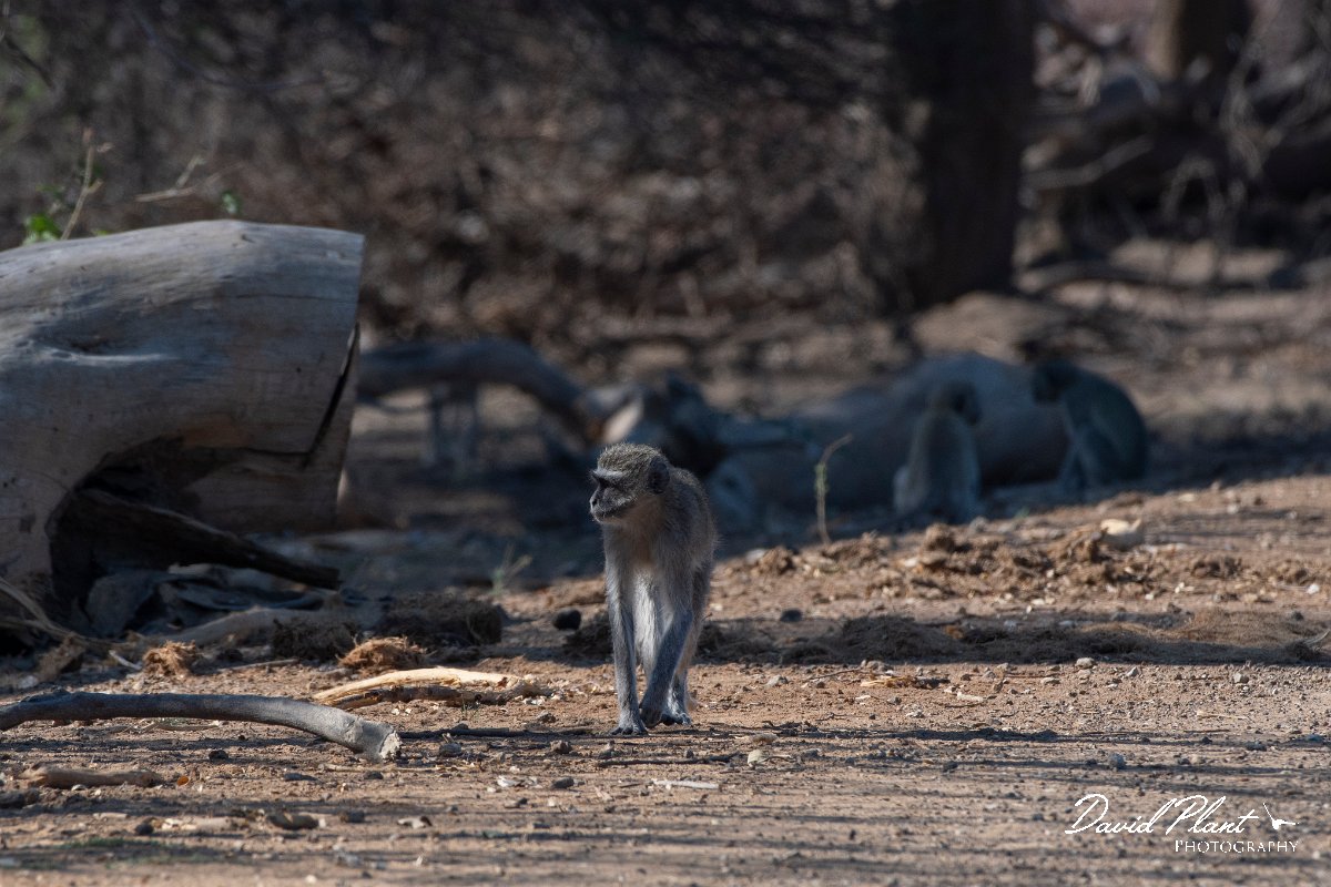 DPPhotography - Namibia - Malbrouck's monkey - A.jpg - Malbrouck's monkey - Mahango National Park