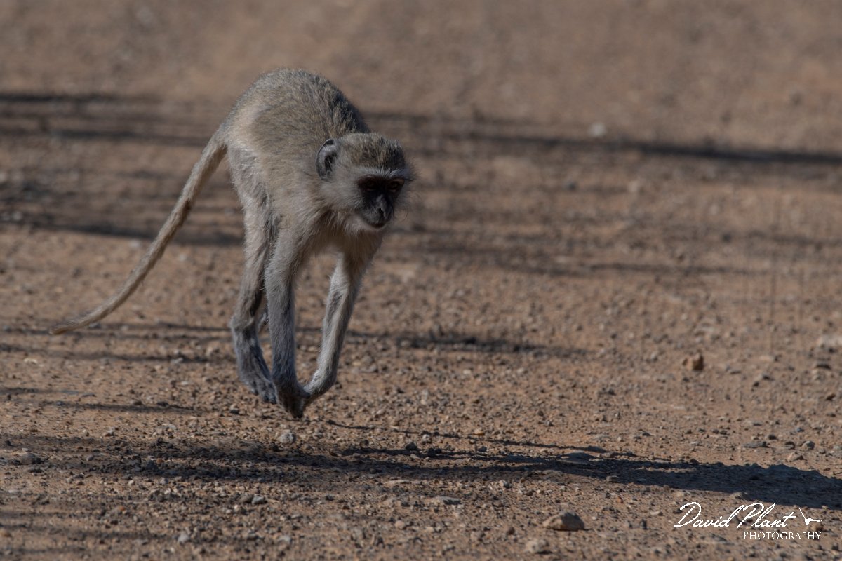 DPPhotography - Namibia - Malbrouck's monkey - B.jpg - Malbrouck's monkey - Mahango National Park