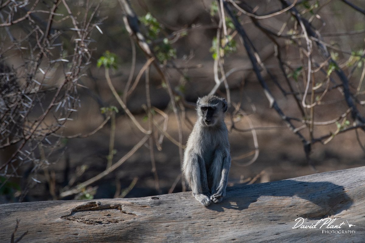 DPPhotography - Namibia - Malbrouck's monkey - C.jpg - Malbrouck's monkey - Mahango National Park