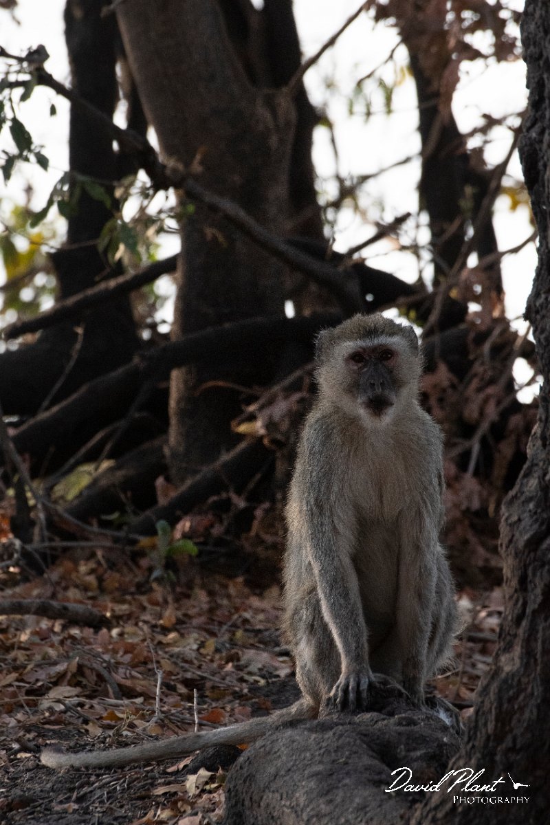 DPPhotography - Namibia - Malbrouck's monkey - D.jpg - Malbrouck's monkey - Mahango National Park