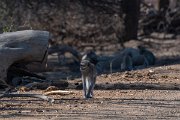DPPhotography - Namibia - Malbrouck's monkey - A
