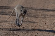 DPPhotography - Namibia - Malbrouck's monkey - B