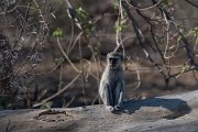DPPhotography - Namibia - Malbrouck's monkey - C