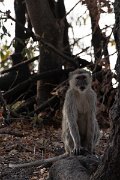 DPPhotography - Namibia - Malbrouck's monkey - D
