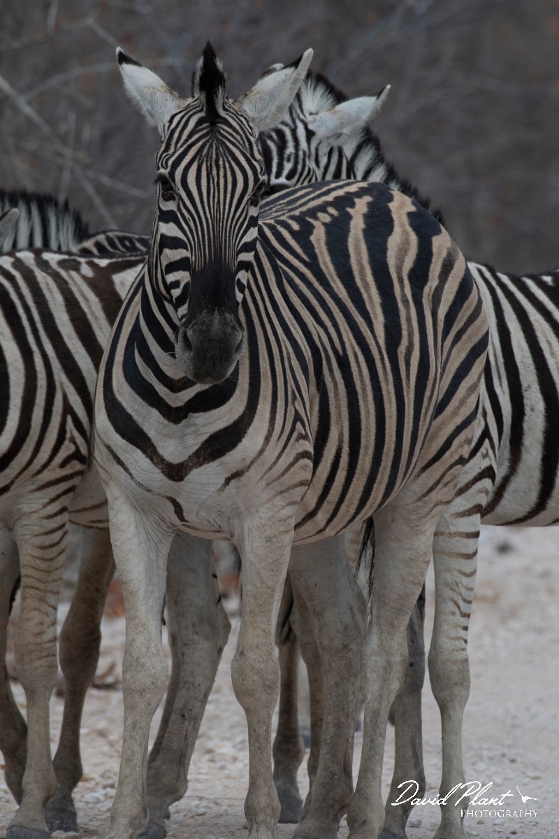 DPPhotography - Namibia - Plains zebra - A.jpg - Plains zebra - Etosha National Park