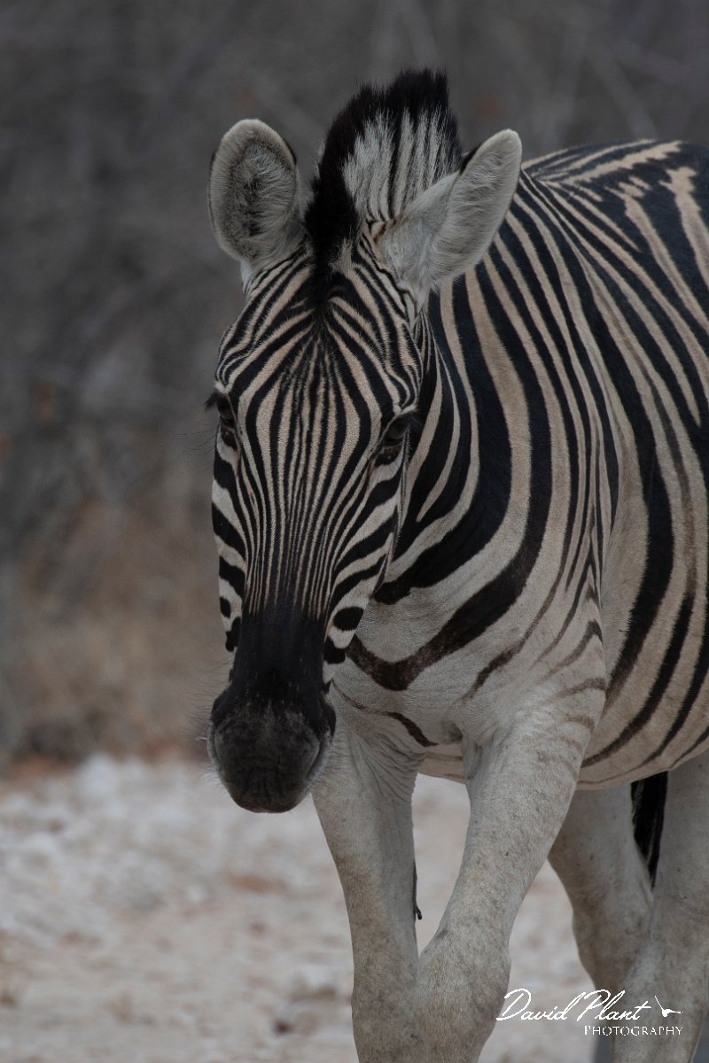 DPPhotography - Namibia - Plains zebra - B.jpg - Plains zebra - Etosha National Park
