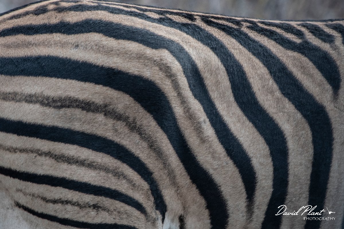 DPPhotography - Namibia - Plains zebra - C.jpg - Plains zebra strips - Etosha National Park