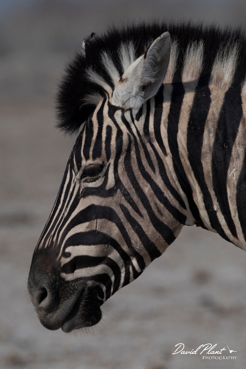 DPPhotography - Namibia - Plains zebra - E.jpg - Plains zebra head - Etosha National Park