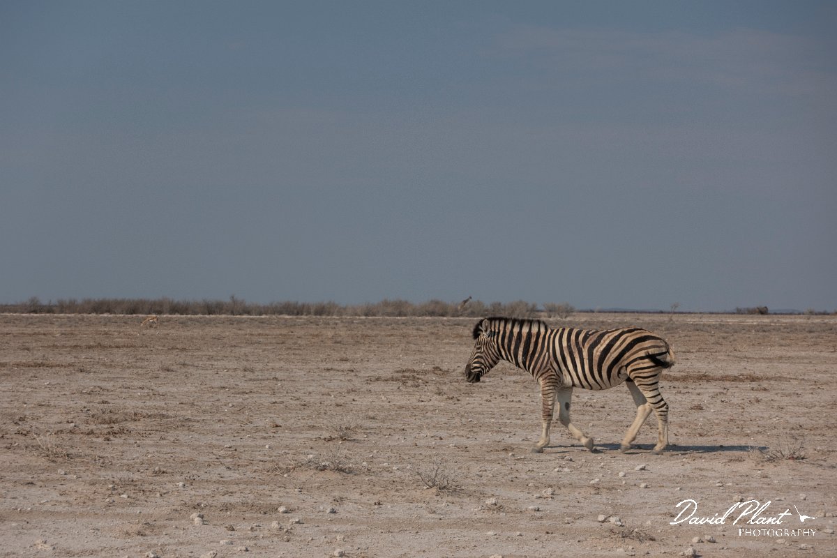 DPPhotography - Namibia - Plains zebra - F.jpg - Plains zebra - Etosha National Park