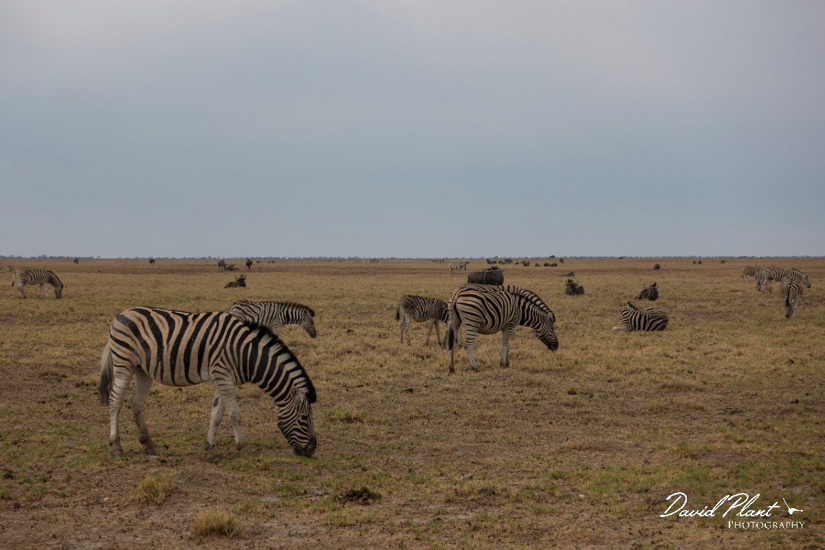 DPPhotography - Namibia - Plains zebra - G.jpg - Plains zebra - Etosha National Park