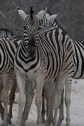 DPPhotography - Namibia - Plains zebra - A