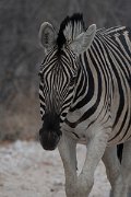 DPPhotography - Namibia - Plains zebra - B