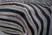 DPPhotography - Namibia - Plains zebra - C