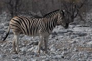 DPPhotography - Namibia - Plains zebra - D