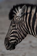 DPPhotography - Namibia - Plains zebra - E