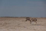DPPhotography - Namibia - Plains zebra - F