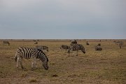 DPPhotography - Namibia - Plains zebra - G