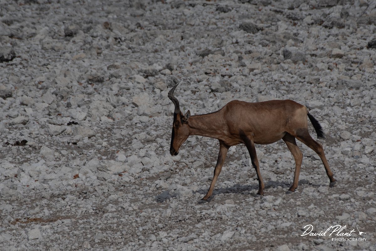 DPPhotography - Namibia - Red hartebeest - A.jpg - Red hartebeest - Etosha National Park