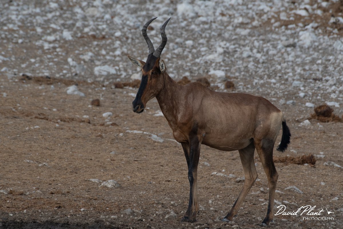 DPPhotography - Namibia - Red hartebeest - B.jpg - Red hartebeest - Etosha National Park