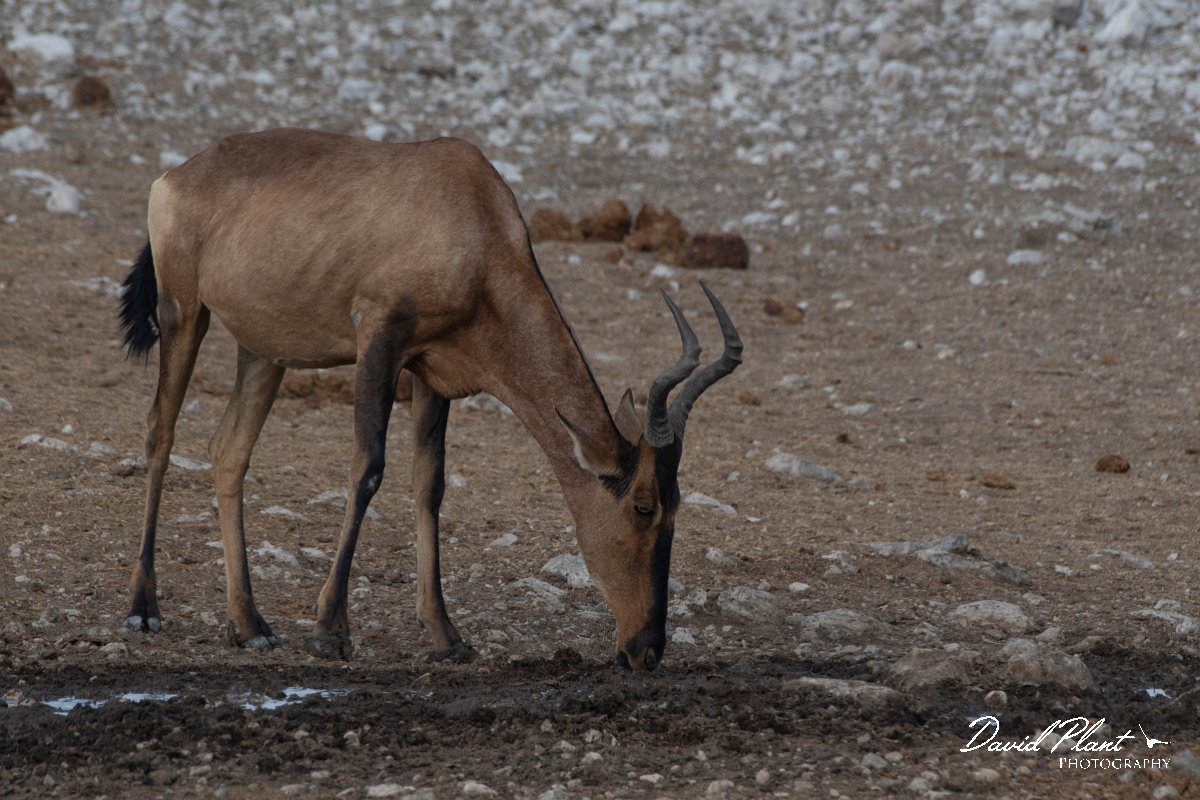 DPPhotography - Namibia - Red hartebeest - C.jpg - Red hartebeest - Etosha National Park