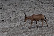 DPPhotography - Namibia - Red hartebeest - A