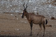 DPPhotography - Namibia - Red hartebeest - B