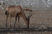 DPPhotography - Namibia - Red hartebeest - C