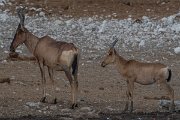 DPPhotography - Namibia - Red hartebeest - D