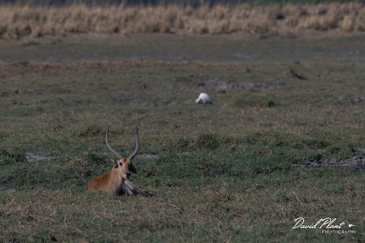 DPPhotography - Namibia - Red lechwe - A.jpg - Red lechwe - Buffalo Core Area