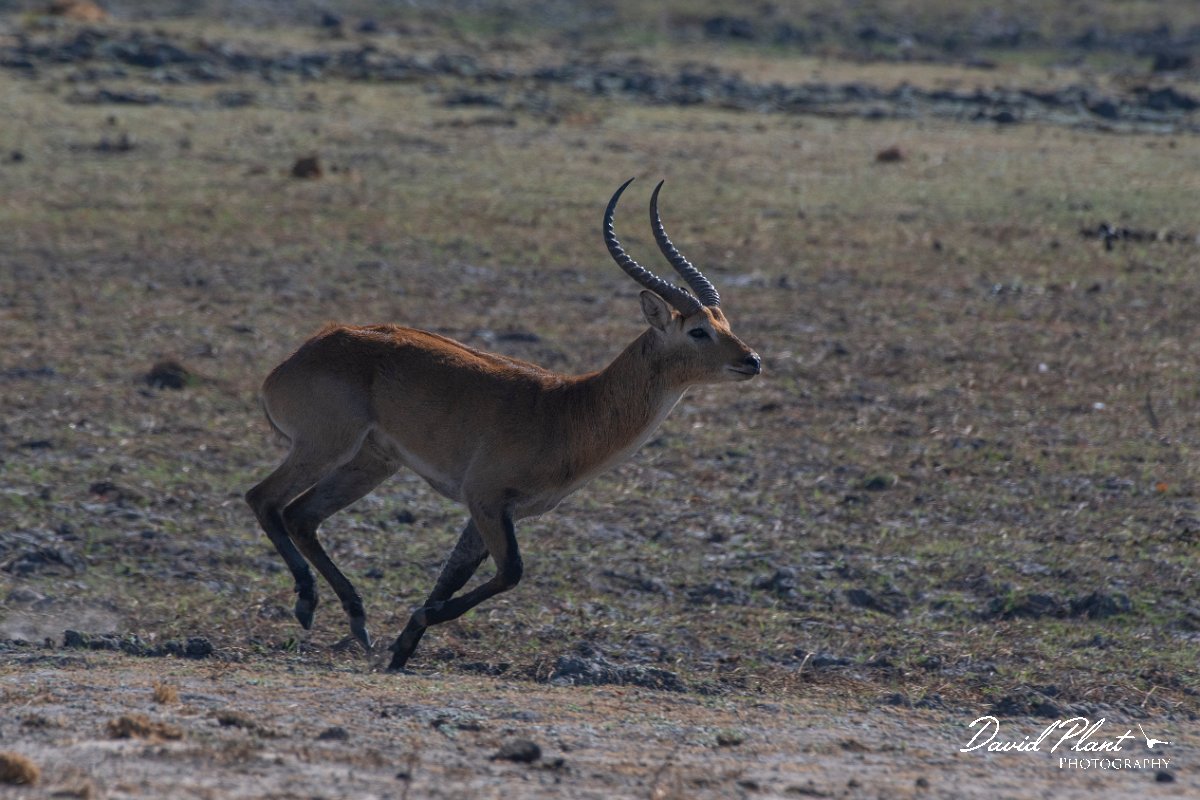 DPPhotography - Namibia - Red lechwe - B.jpg - Red lechwe - Mahango National Park