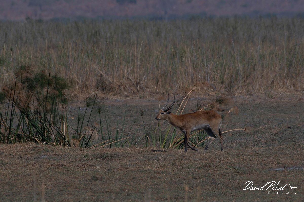 DPPhotography - Namibia - Red lechwe - C.jpg - Red lechwe - Mahango National Park
