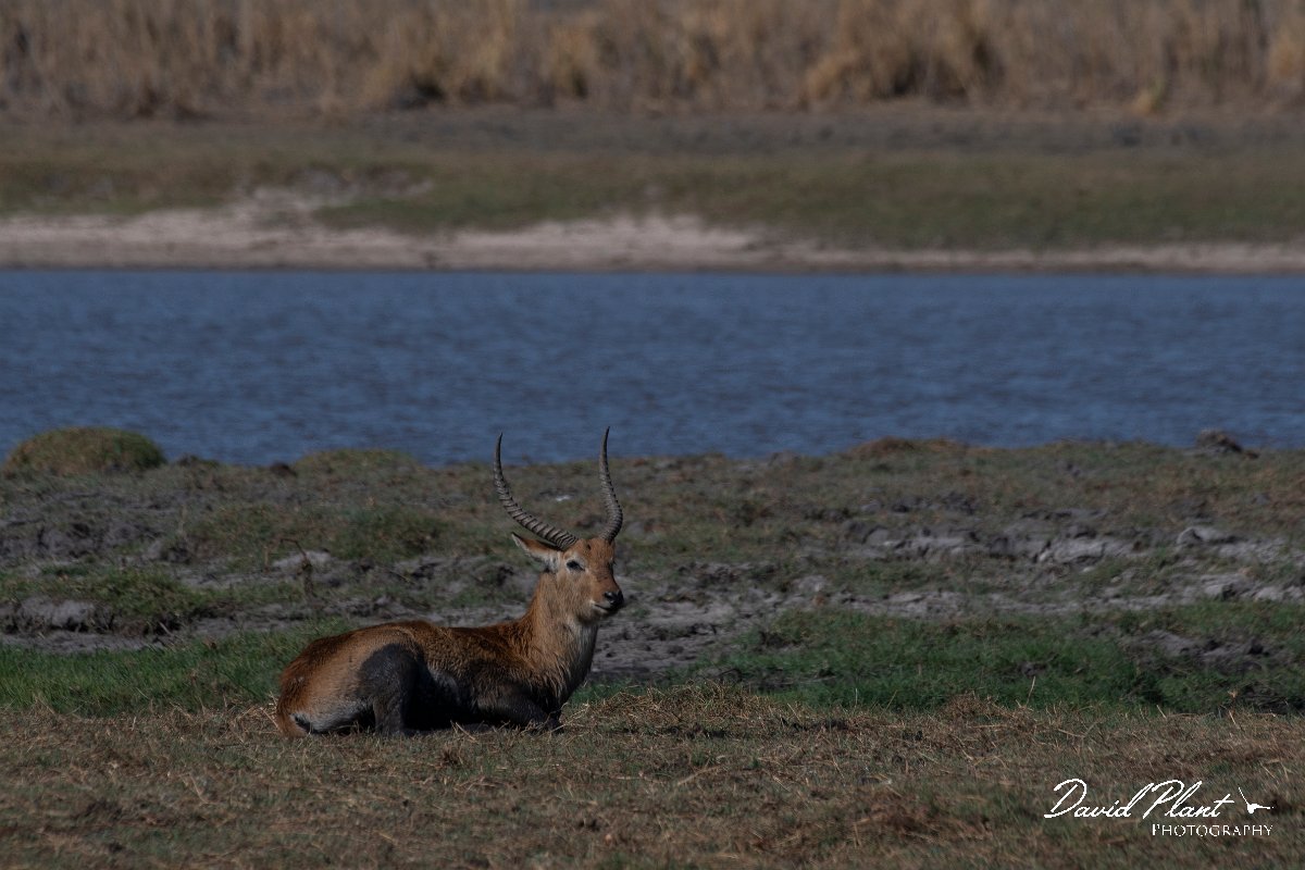 DPPhotography - Namibia - Red lechwe - D.jpg - Red lechwe - Mahango National Park