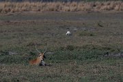 DPPhotography - Namibia - Red lechwe - A