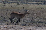DPPhotography - Namibia - Red lechwe - B
