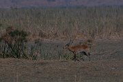 DPPhotography - Namibia - Red lechwe - C
