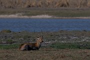 DPPhotography - Namibia - Red lechwe - D